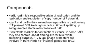 Components
• • oriS, repE – it is responsible origin of replication and for
replication and regulation of copy number of F plasmid.
• • parA and parB – they are mainly responsible in partitioning
of F plasmid DNA to daughter cells at time of splitting up
and guarantee stable maintenance of BAC.
• • Selectable markers for antibiotic resistance, in some BACs
they also contain lacZ at cloning site for blue/white
screening purpose. • T7 & Sp6 phage promoters are
involved in transcription of inserted genes into BAC. (
 