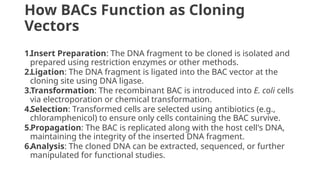 How BACs Function as Cloning
Vectors
1.Insert Preparation: The DNA fragment to be cloned is isolated and
prepared using restriction enzymes or other methods.
2.Ligation: The DNA fragment is ligated into the BAC vector at the
cloning site using DNA ligase.
3.Transformation: The recombinant BAC is introduced into E. coli cells
via electroporation or chemical transformation.
4.Selection: Transformed cells are selected using antibiotics (e.g.,
chloramphenicol) to ensure only cells containing the BAC survive.
5.Propagation: The BAC is replicated along with the host cell's DNA,
maintaining the integrity of the inserted DNA fragment.
6.Analysis: The cloned DNA can be extracted, sequenced, or further
manipulated for functional studies.
 