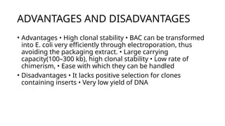 ADVANTAGES AND DISADVANTAGES
• Advantages • High clonal stability • BAC can be transformed
into E. coli very efficiently through electroporation, thus
avoiding the packaging extract. • Large carrying
capacity(100–300 kb), high clonal stability • Low rate of
chimerism, • Ease with which they can be handled
• Disadvantages • It lacks positive selection for clones
containing inserts • Very low yield of DNA
 