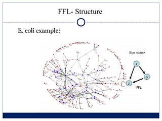 FFL- Structure

E. coli example:
 