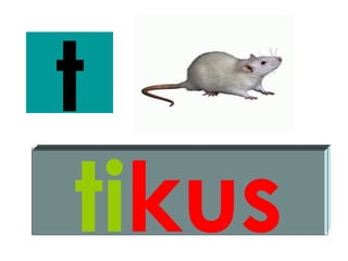 t
 tikus
 