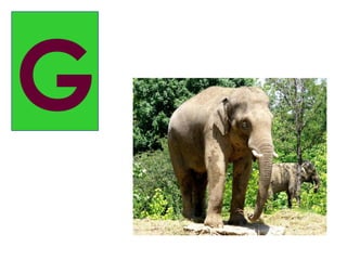 G
 