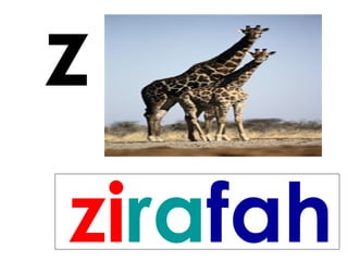 z
zirafah
 