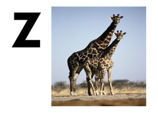 z
 