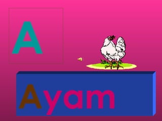 A
Ayam
 