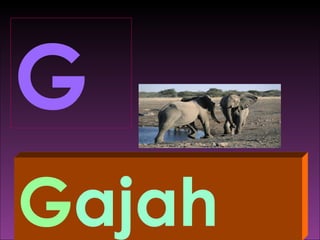 G
Gajah
 