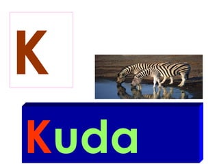 K
Kuda
 