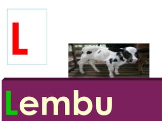 L
Lembu
 