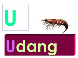 U
Udang
 