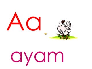 Aa
ayam
 