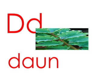 Dd
daun
 