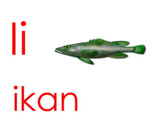 Ii
ikan
 