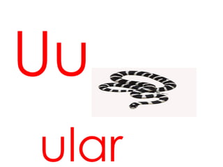 Uu
ular
 