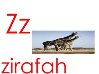 Zz
zirafah
 