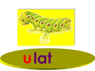u lat
 