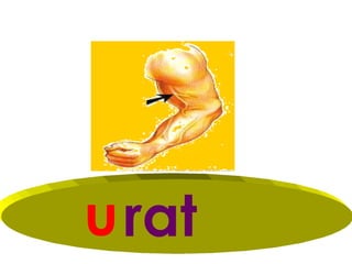 u rat
 