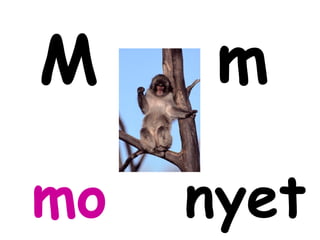M     m

mo   nyet
 
