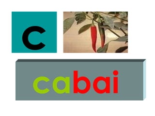 c
cabai
 