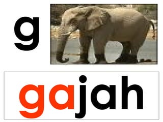 g
gajah
 