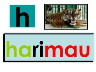 h
harimau
 