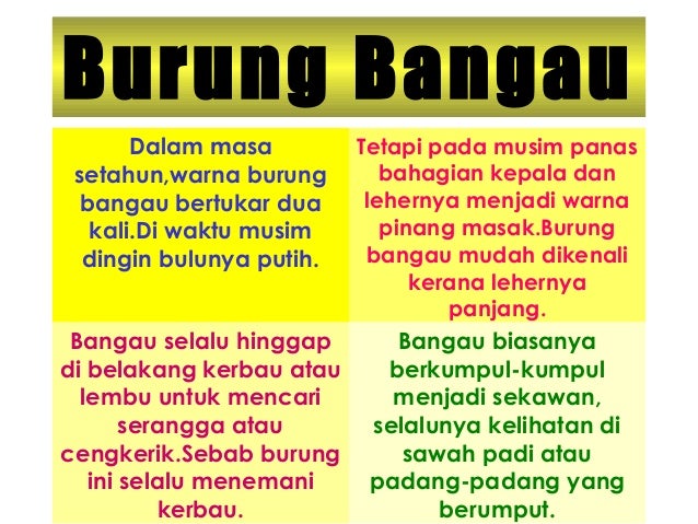 Bacaan Mudah Burung