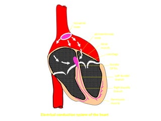 Electrical conduction system of the heart
Sinoatrial
node
atrioventricular
node
cartilage
Atrial
muscle
Bundle
Of his
Left bundle
branch
Right bundle
branch
Ventricular
muscle
 