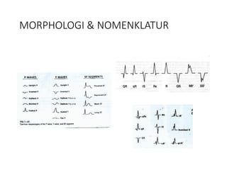 MORPHOLOGI & NOMENKLATUR
 