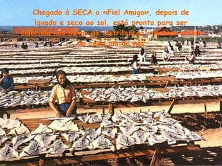 Chegado à SECA o «Fiel Amigo», depois de lavado e seco ao sol, está pronto para ser colocado nos meios de distribuição e entrar no lar de cada um de nós 