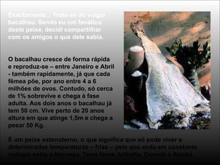 Exactamente... Trata-se do vulgar
bacalhau. Sendo eu um fanático
deste peixe, decidi compartilhar
com os amigos o que dele sabia.
O bacalhau cresce de forma rápida
e reproduz-se – entre Janeiro e Abril
- também rapidamente, já que cada
fêmea põe, por ano entre 4 a 6
milhões de ovos. Contudo, só cerca
de 1% sobrevive e chega à fase
adulta. Aos dois anos o bacalhau já
tem 50 cm. Vive perto de 20 anos
altura em que atinge 1,5m e chega a
pesar 50 Kg.
É um peixe estenoterno, o que significa que só pode viver a
determinadas temperaturas – frias – pelo que anda em constante
rodopio entre a Noruega, Terra Nova, Islândia, Canadá e Alaska.
 