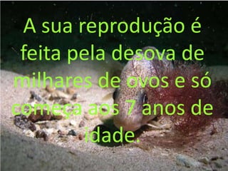A sua reprodução é
 feita pela desova de
milhares de ovos e só
começa aos 7 anos de
        idade.
 