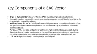 BAC and YAC.pptx, Bacterial and Yeast Artificial Chromosomes | PPTX