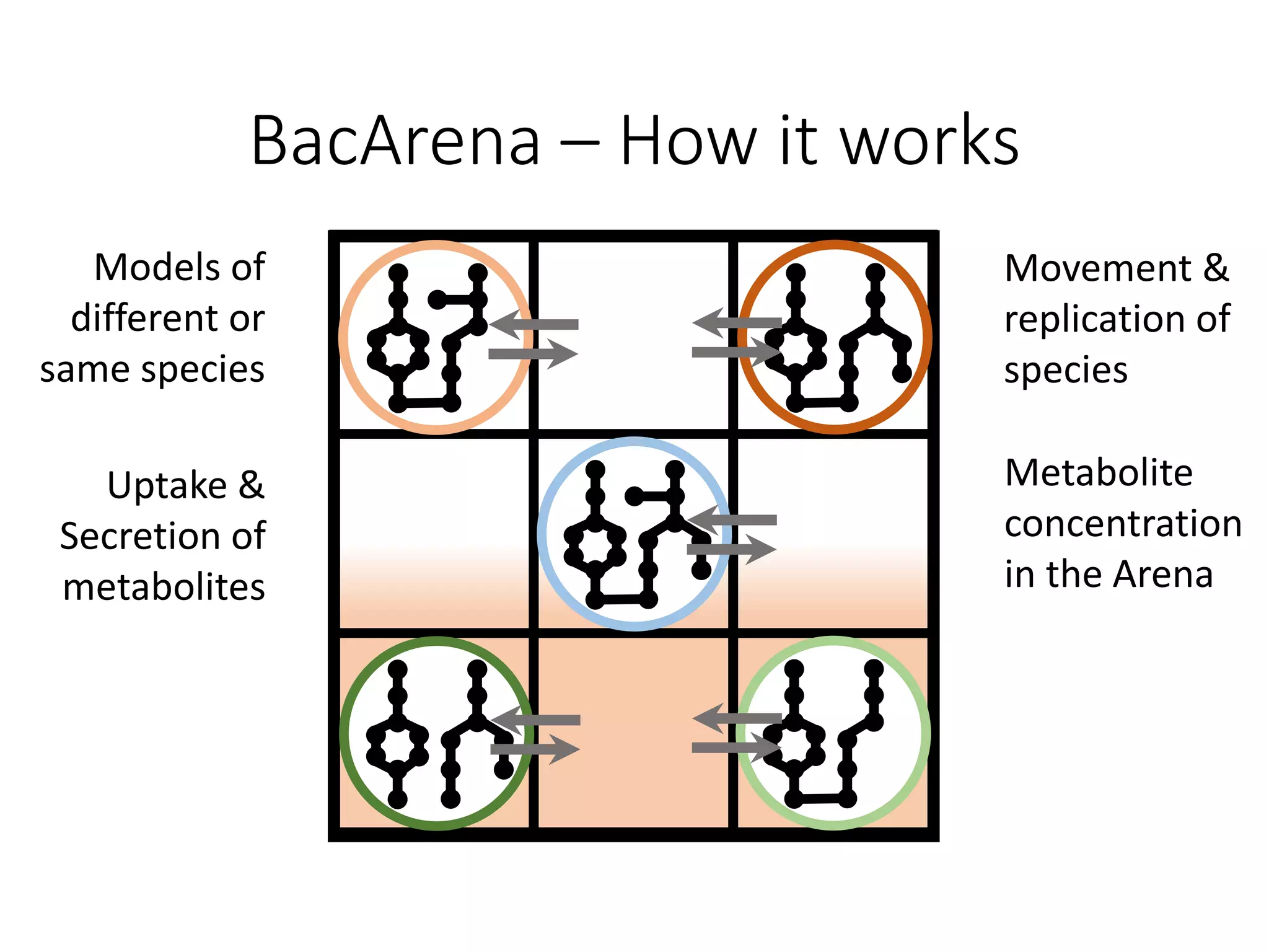 BacArena – How it works
Models of
different or
same species
Movement &
replication of
species
Metabolite
concentration
in the Arena
Uptake &
Secretion of
metabolites
 