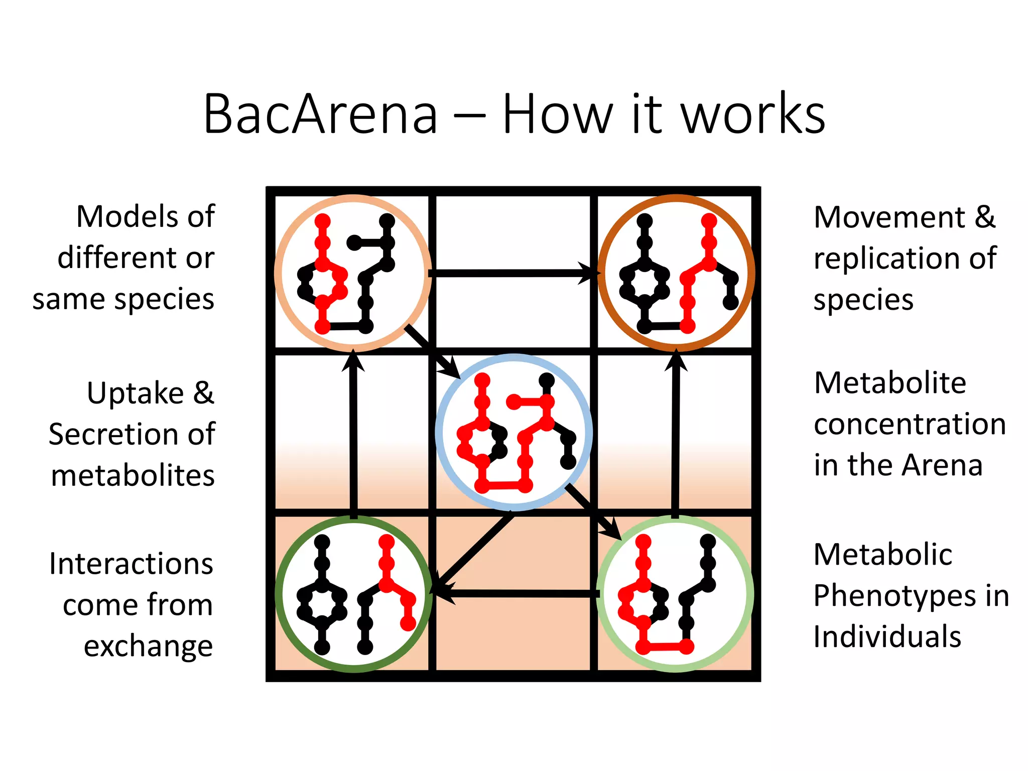 BacArena – How it works
Models of
different or
same species
Movement &
replication of
species
Metabolite
concentration
in the Arena
Uptake &
Secretion of
metabolites
Interactions
come from
exchange
Metabolic
Phenotypes in
Individuals
 