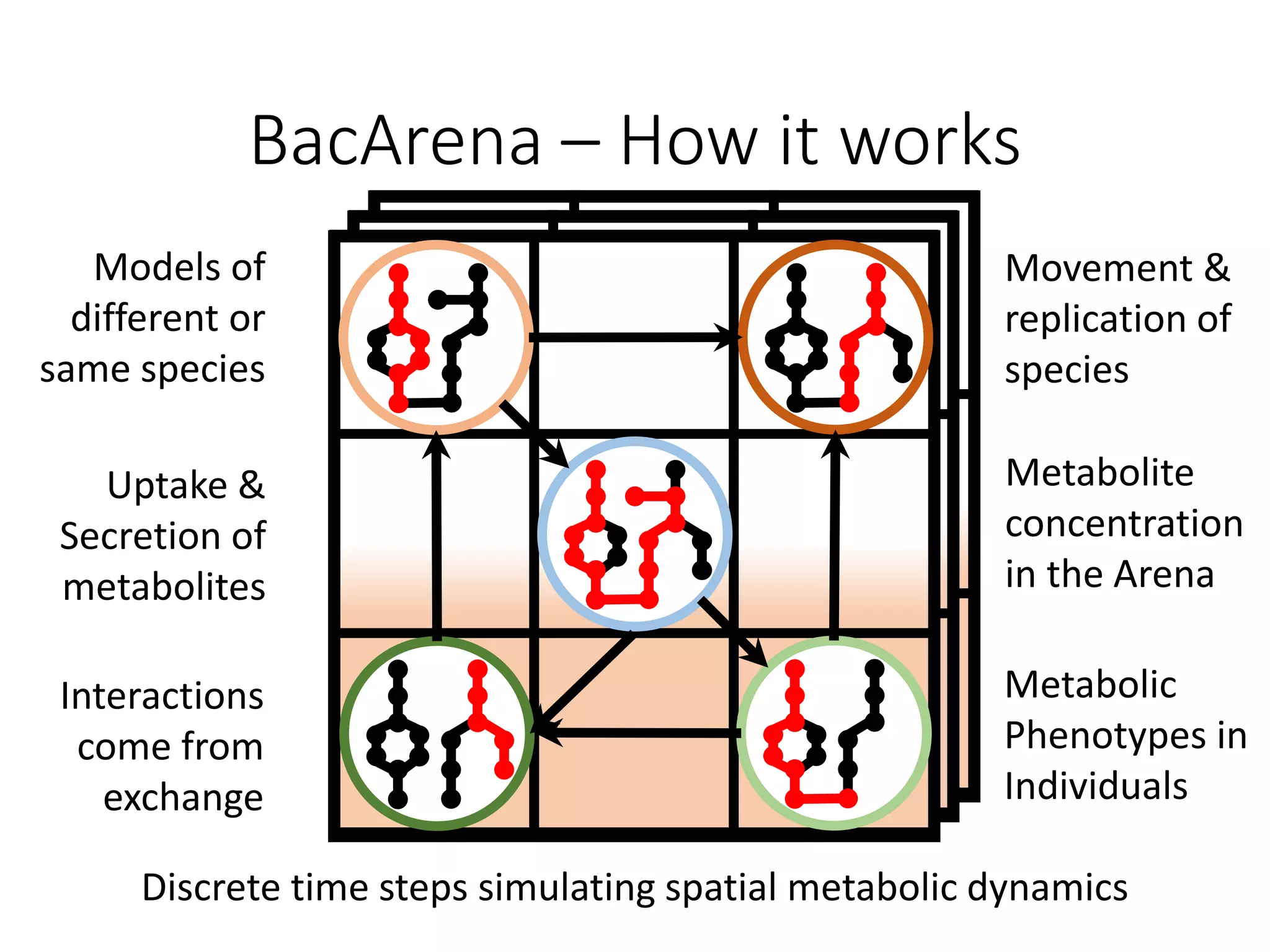 BacArena – How it works
Models of
different or
same species
Movement &
replication of
species
Metabolite
concentration
in the Arena
Uptake &
Secretion of
metabolites
Interactions
come from
exchange
Metabolic
Phenotypes in
Individuals
Discrete time steps simulating spatial metabolic dynamics
 