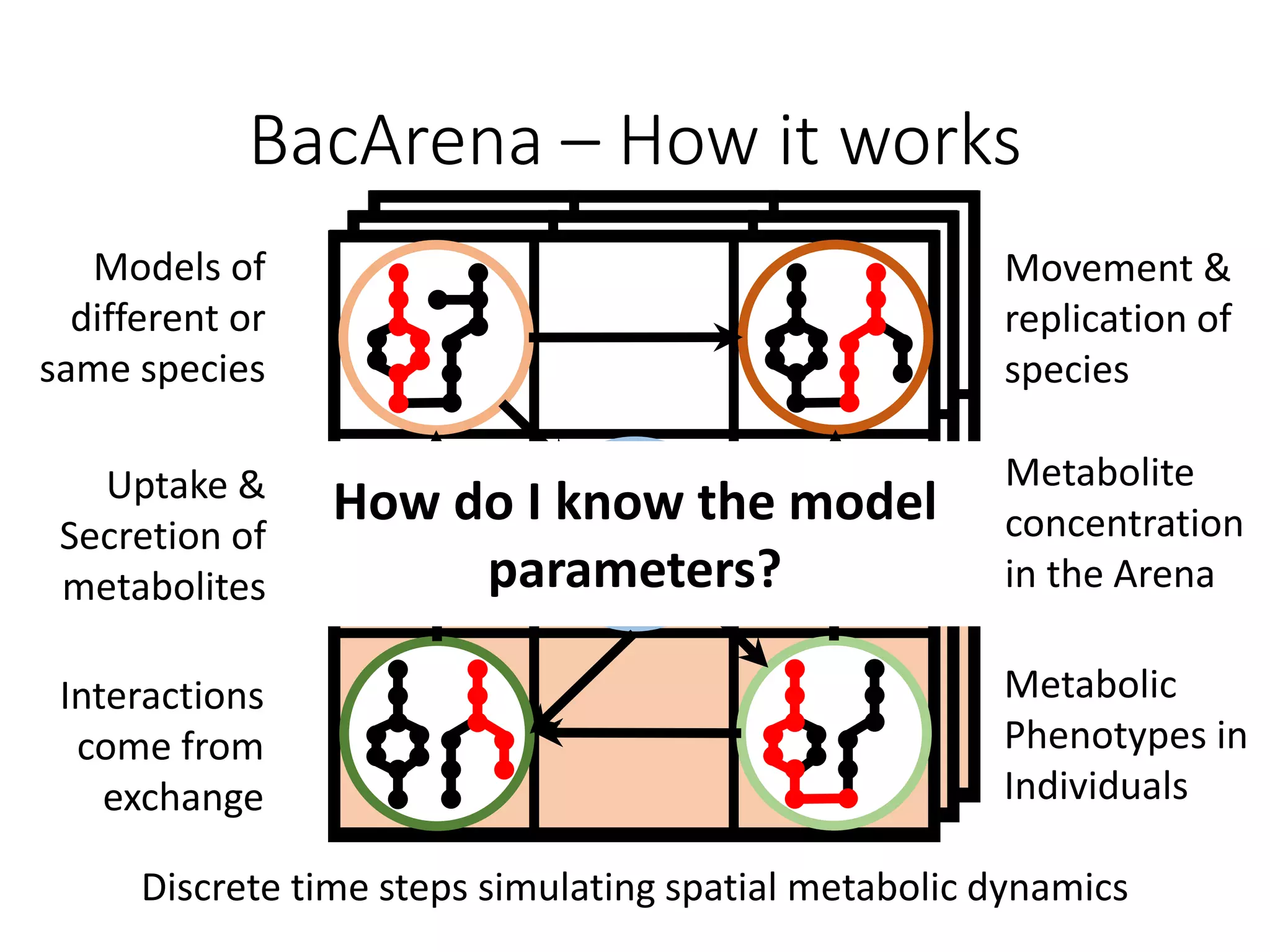 BacArena – How it works
Models of
different or
same species
Movement &
replication of
species
Metabolite
concentration
in the Arena
Uptake &
Secretion of
metabolites
Interactions
come from
exchange
Metabolic
Phenotypes in
Individuals
Discrete time steps simulating spatial metabolic dynamics
How do I know the model
parameters?
 