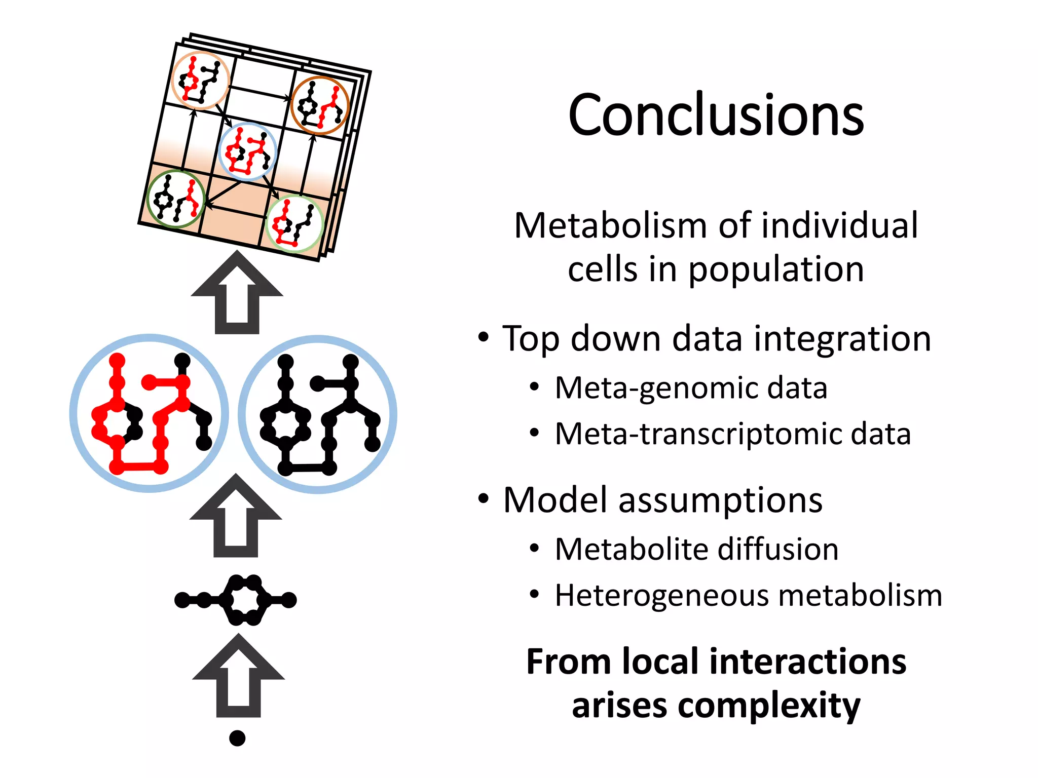 Conclusions
Metabolism of individual
cells in population
• Top down data integration
• Meta-genomic data
• Meta-transcriptomic data
• Model assumptions
• Metabolite diffusion
• Heterogeneous metabolism
From local interactions
arises complexity
 