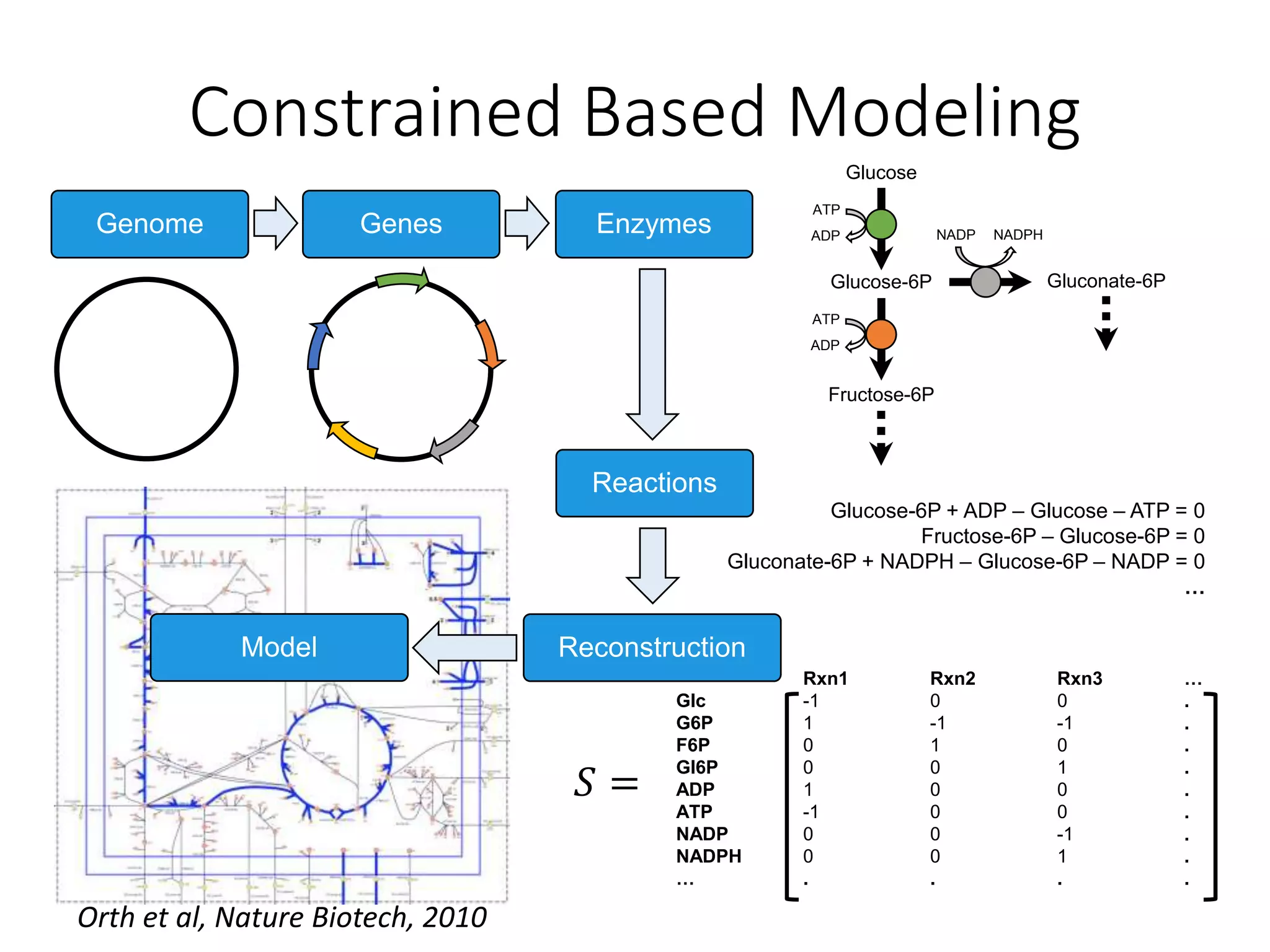 Glucose-6P + ADP – Glucose – ATP = 0
Fructose-6P – Glucose-6P = 0
Gluconate-6P + NADPH – Glucose-6P – NADP = 0
…
Genome GenomeGenes Enzymes
Reactions
Reconstruction
Glucose
Glucose-6P
Fructose-6P
Gluconate-6P
ATP
ADP
ATP
ADP
NADP NADPH
Rxn1 Rxn2 Rxn3 …
Glc -1 0 0 .
G6P 1 -1 -1 .
F6P 0 1 0 .
Gl6P 0 0 1 .
ADP 1 0 0 .
ATP -1 0 0 .
NADP 0 0 -1 .
NADPH 0 0 1 .
… . . . .
𝑆 =
Model
Orth et al, Nature Biotech, 2010
Constrained Based Modeling
 