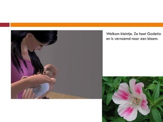 Welkom kleintje. Ze heet Godetia
en is vernoemd naar een bloem.
 