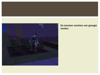 De tomaten mochten ook geoogst
worden.
 