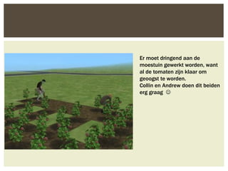 Er moet dringend aan de
moestuin gewerkt worden, want
al de tomaten zijn klaar om
geoogst te worden.
Collin en Andrew doen dit beiden
erg graag 
 