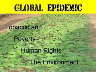 Tobacco and….. Poverty Human Rights The Environment 