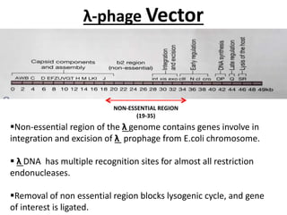 λ-phage Vector
NON-ESSENTIAL REGION
(19-35)
Non-essential region of the λ genome contains genes involve in
integration and excision of λ prophage from E.coli chromosome.
λ DNA has multiple recognition sites for almost all restriction
endonucleases.
Removal of non essential region blocks lysogenic cycle, and gene
of interest is ligated.