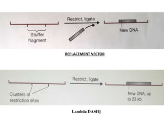 REPLACEMENT VECTOR
Lambda DASH||