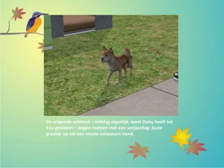 De volgende ochtend – middag eigenlijk, want Daisy heeft tot
11u geslapen – begon meteen met een verjaardag: Suzie
groeide op tot een mooie volwassen hond.
 