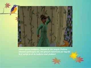 Kleine speelse Antigone… Hoewel de vier jongste Phyllons
allemaal speelvogels zijn. Het gebeurt meermaals per dag dat
ik er eentje zo uit de badkuip moet plukken!
 