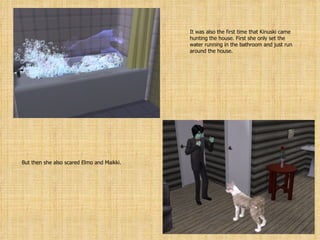 It was also the first time that Kinuski came hunting the house. First she only set the water running in the bathroom and just run around the house. But then she also scared Elmo and Maikki. 