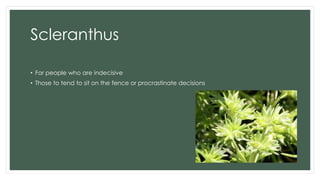 Scleranthus
• For people who are indecisive
• Those to tend to sit on the fence or procrastinate decisions
 