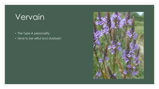 Vervain
• The Type A personality
• Tend to be wilful and stubborn