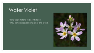 Water Violet
• For people to tend to be withdrawn
• May come across as being aloof and proud
 