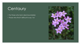 Centaury
• For those who lack clear boundaries
• Those who find it difficult to say ‘no’
 